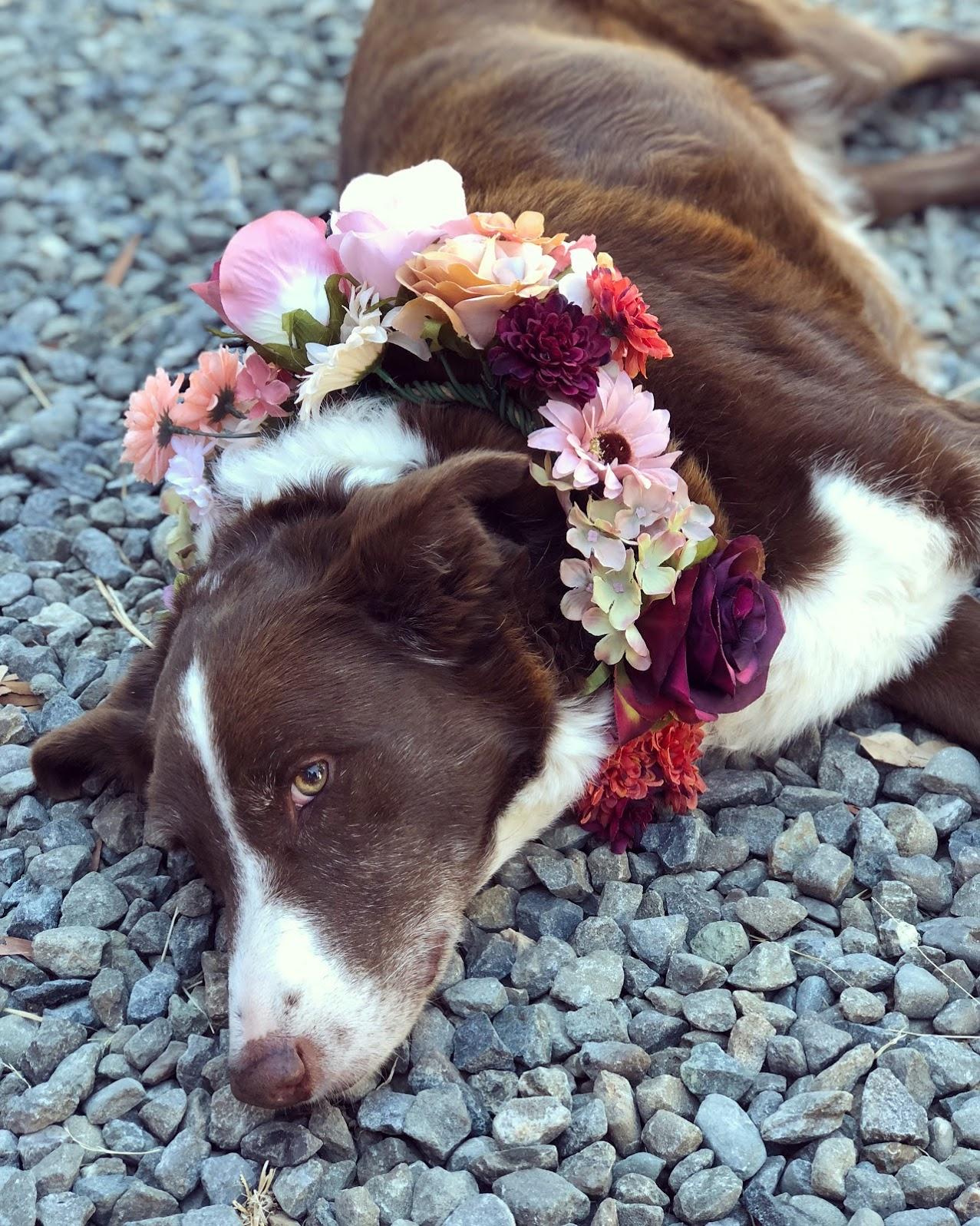 The Wedding Website of Kyle Janssen and Josephine Stoddard