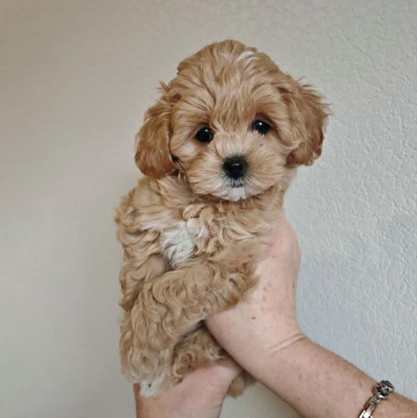 Our New Puppy