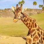 San Diego Zoo Safari Park