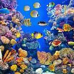 San Antonio Aquarium