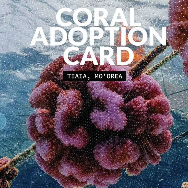 ADOPT A CORAL