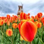 Kuipers Family Farm