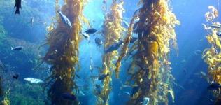 Birch Aquarium at Scripps Institution of Oceanography