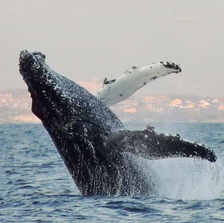 Whale Watching in South Africa