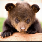 Bear Country USA