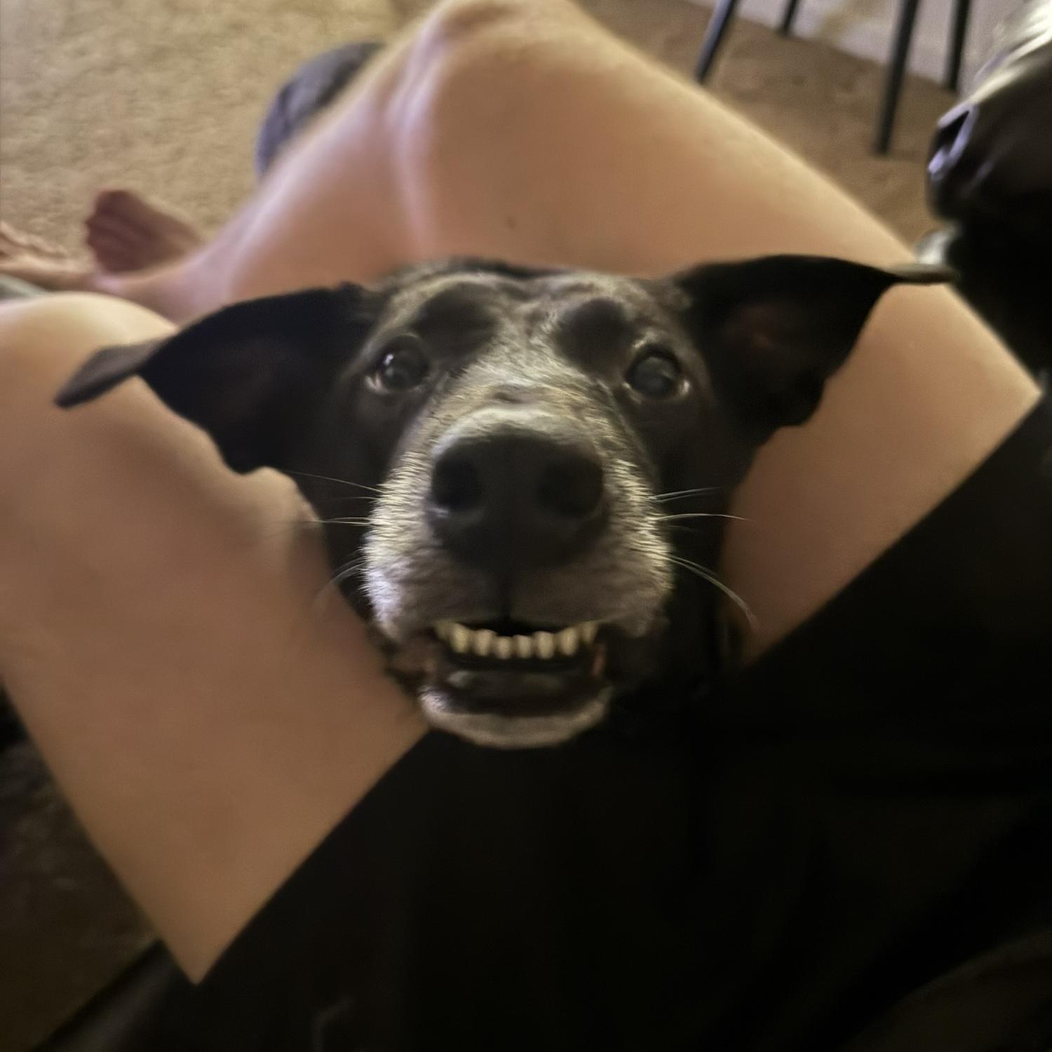 Little Gremlin Watson