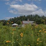 Attraction: Drumlin Farm Wildlife Sanctuary
