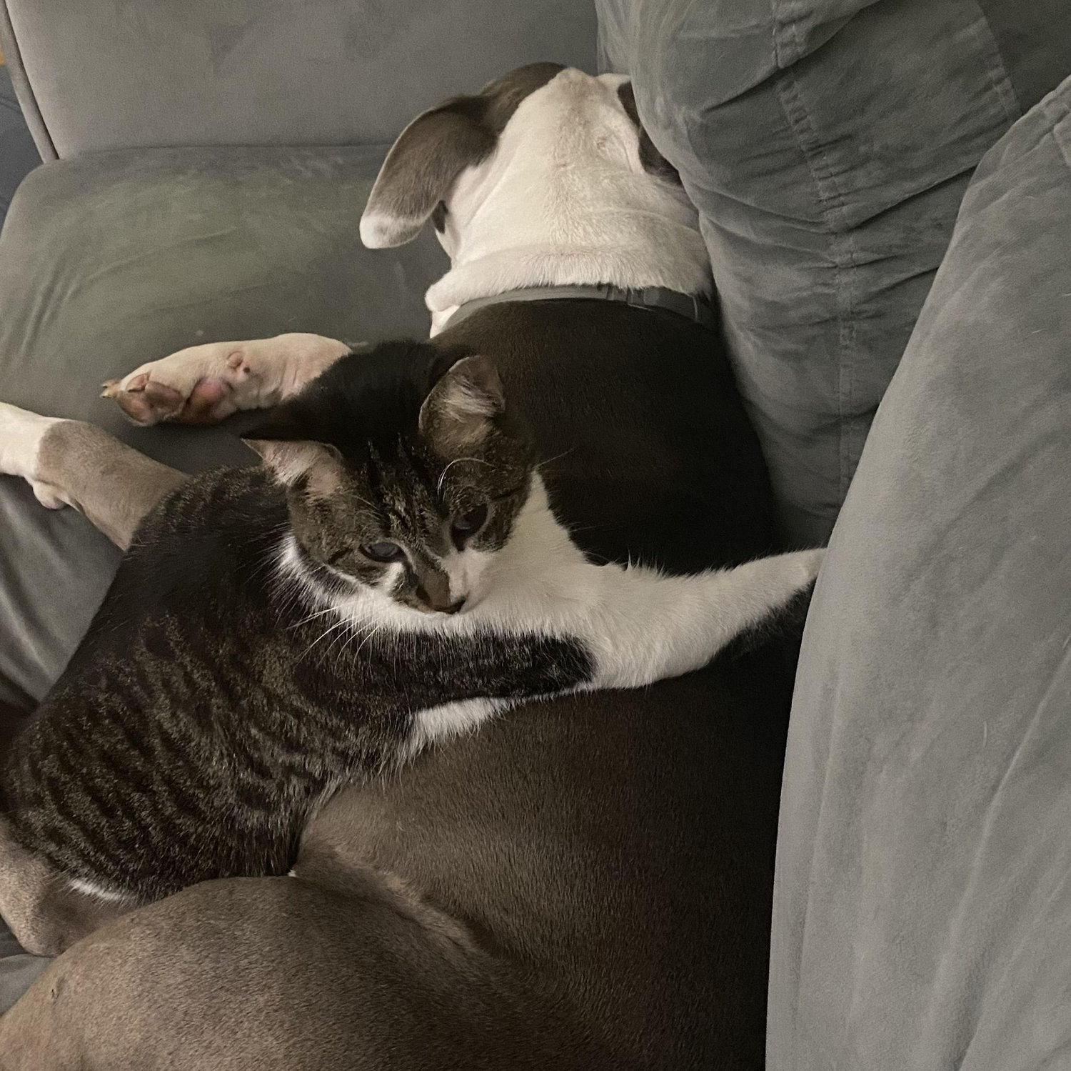 Our first pets!