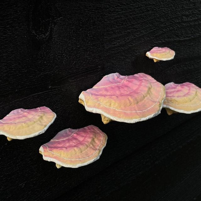 stick-on Mushrooms/Shelf fungi, Fairycore (set of 5), RENTER FRIENDLY