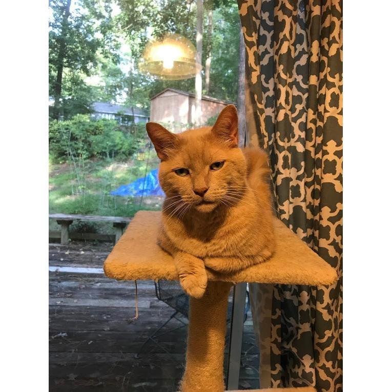 Oliver - Chandler's true first cat (though she grew up with several).