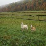 Catskill Animal Sanctuary
