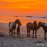 Assateague Island