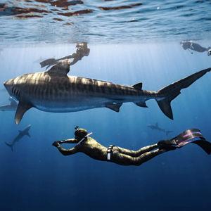 Cage-free swim with sharks!