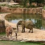 Dallas Zoo