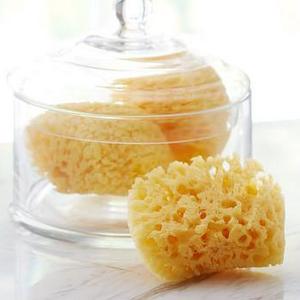 Sea Sponge Set