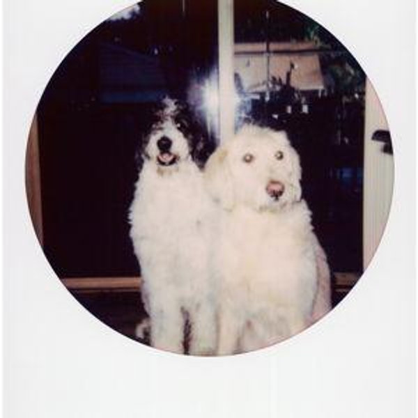 Pet Sitter for Honeymoon