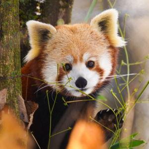 Binder Park Zoo Season Pass