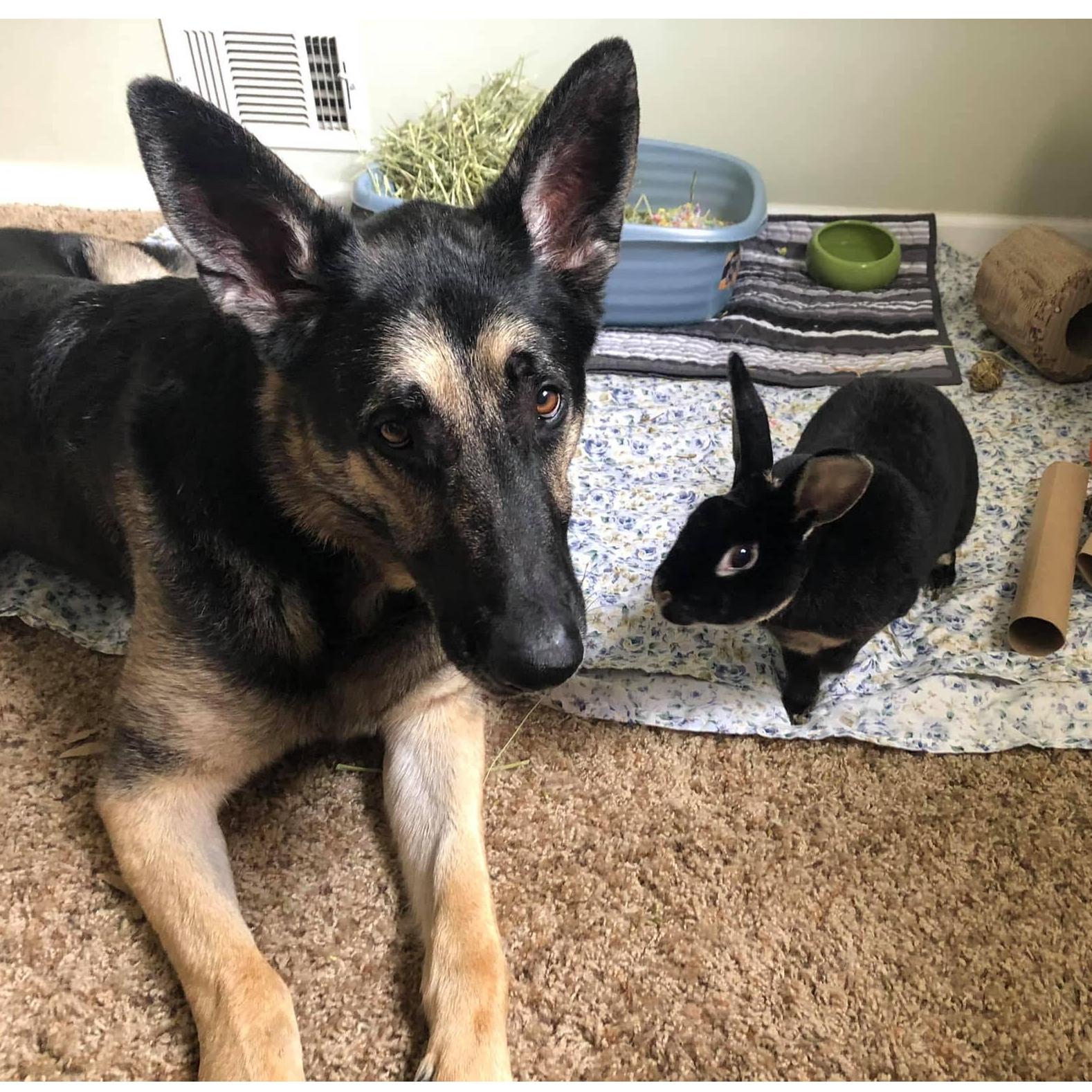 Our fur babies!
Gordon & Pascha