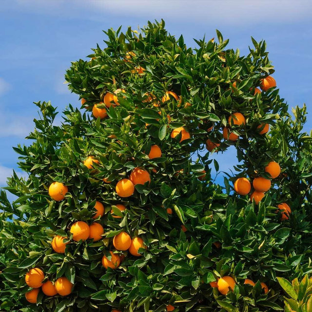 Brighter Blooms - Cara Cara Orange Tree, 5-6 ft. - No Shipping To AL, AZ, CA, FL, GA, LA, OR, TX, MS