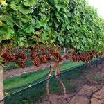 Beneduce Vineyards