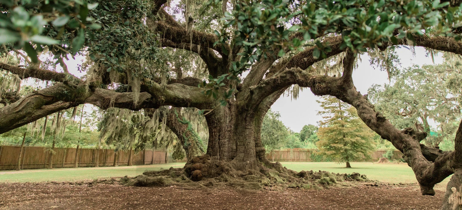 The Wedding Website of Jordan Kieff and Julie Dietz