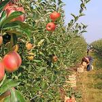 Mercier Orchards