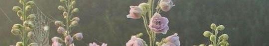 The Wedding Website of Joshua Billings and Isabella Burgos