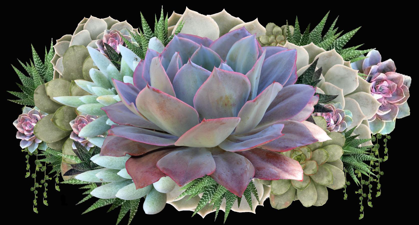 The Wedding Website of Milaina Salazar and Grace Sweeney