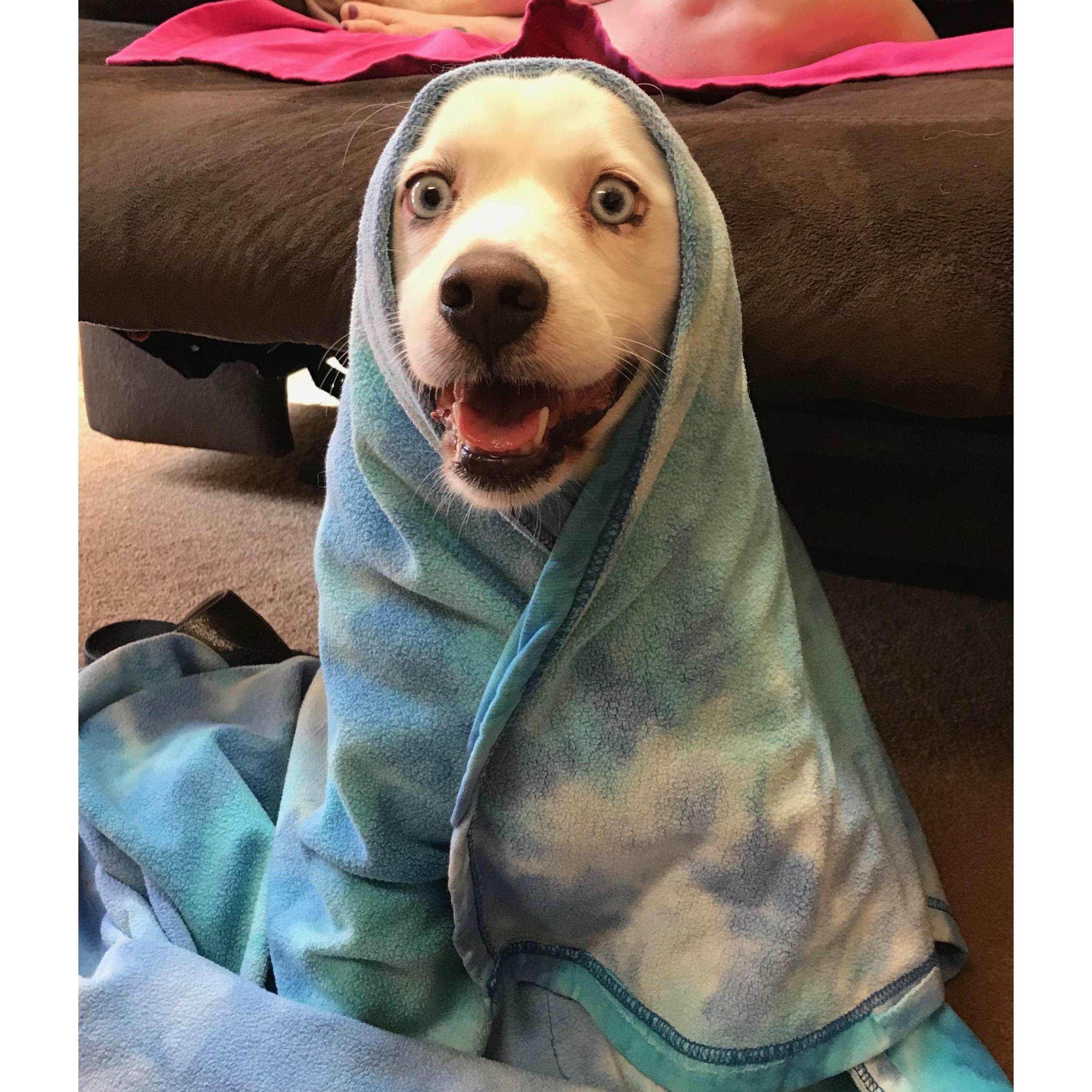 My other rescue that I gifted to my parents his name is Jax and he is the happiest dog ever.
