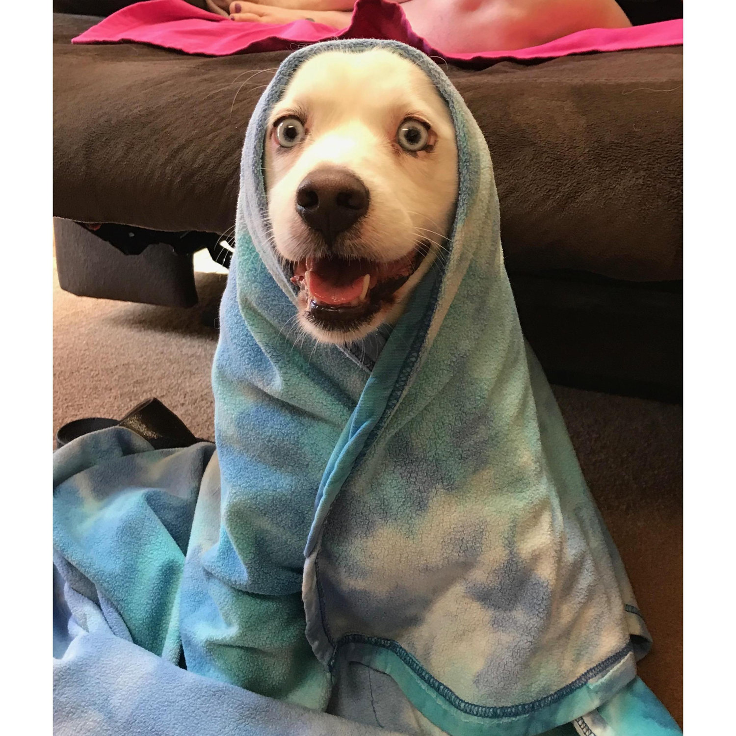 My other rescue that I gifted to my parents his name is Jax and he is the happiest dog ever.