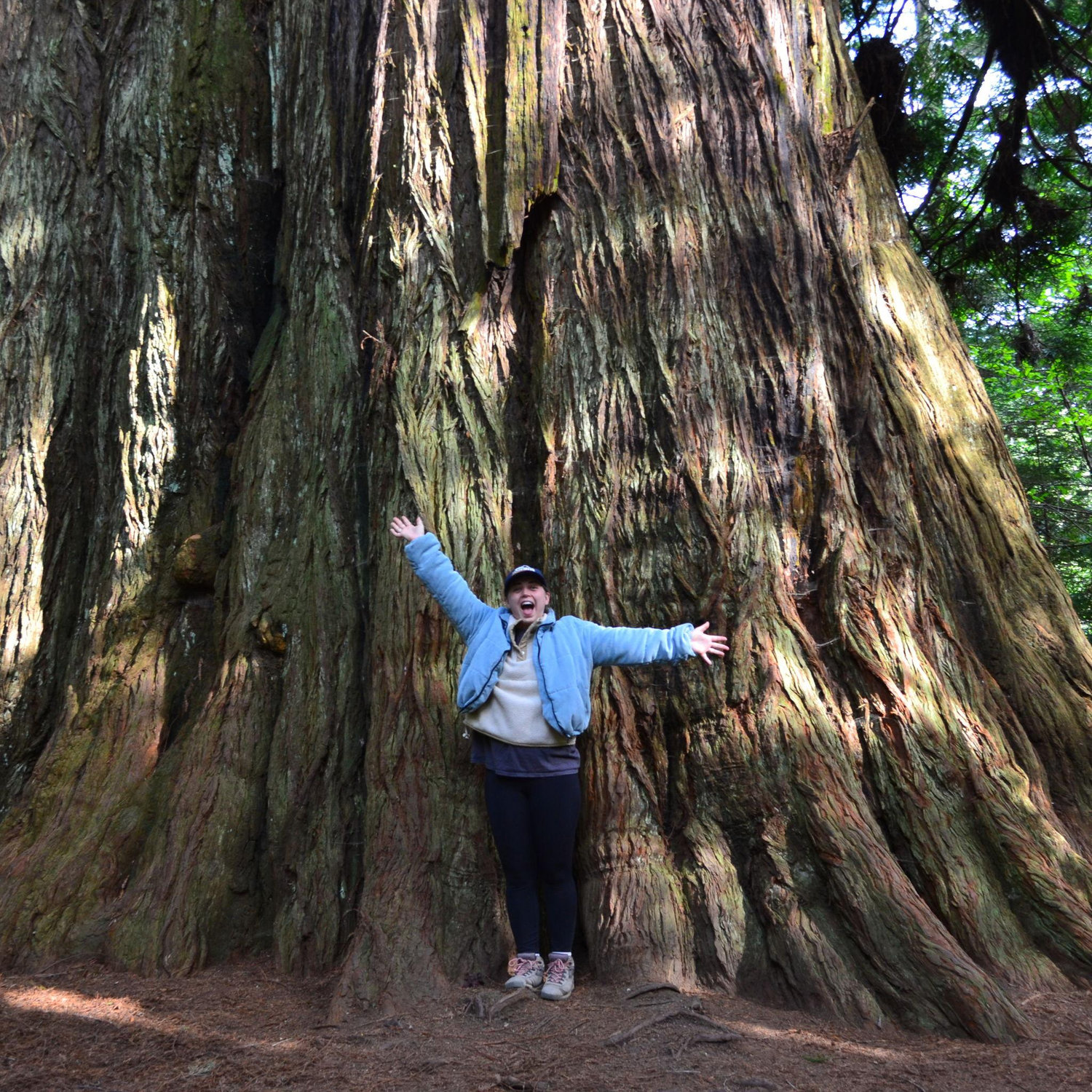 Red Wood National Forest, CA (2025)