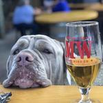 Marshall Wharf Brewing Company