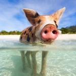 Great Stirrup Cay- SWIM WITH THE PIGS