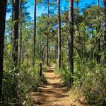 Ocala National Forest