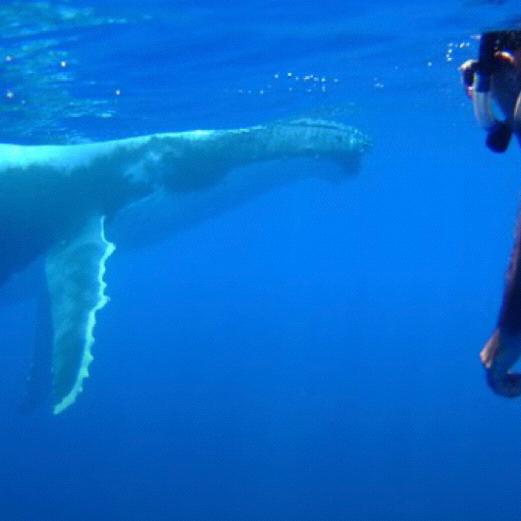 Whale watching cruise and tour