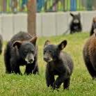 Bear Country USA