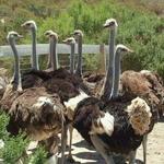 Ostrichland USA
