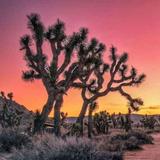Joshua Tree National Park