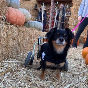 Hazel's Physical Therapy Fund
