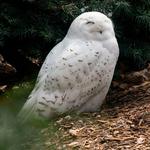 National Aviary