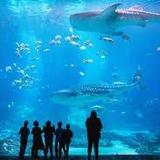 Georgia Aquarium