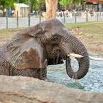 Phoenix Zoo