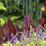 San Diego Botanic Garden