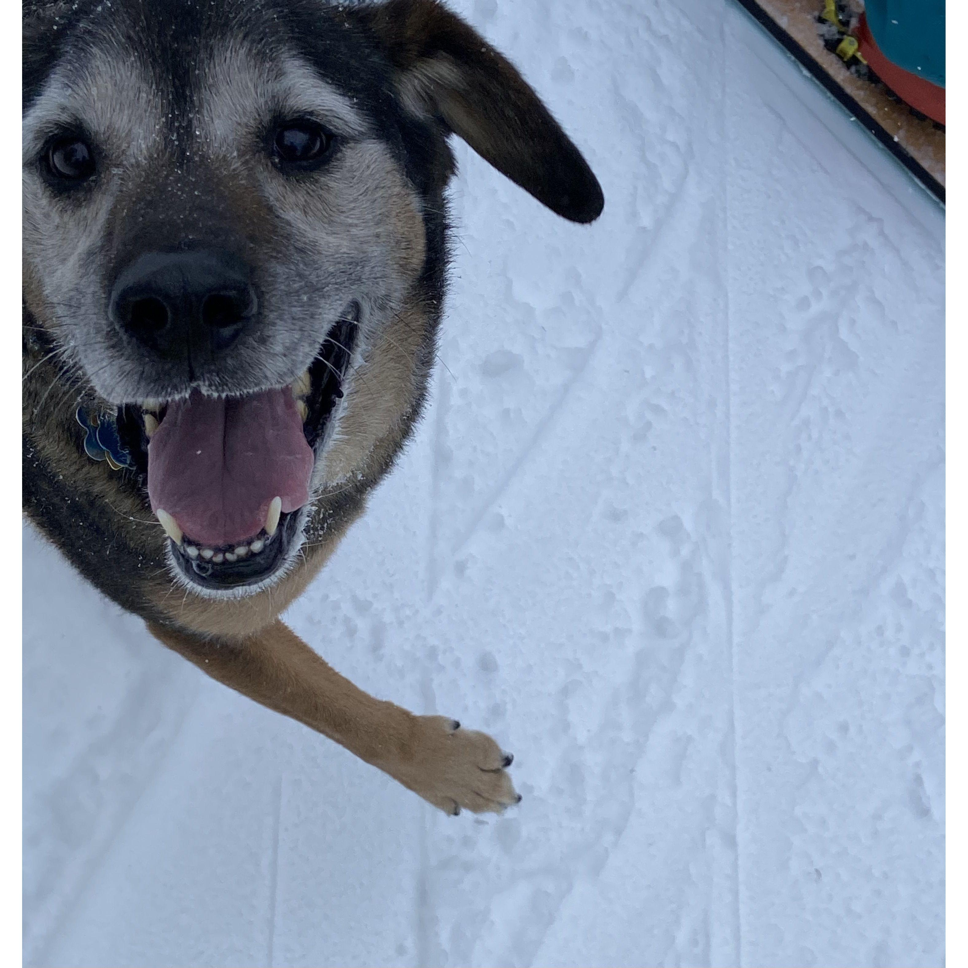 The bestest pup! She is excited to see her pack make it official.