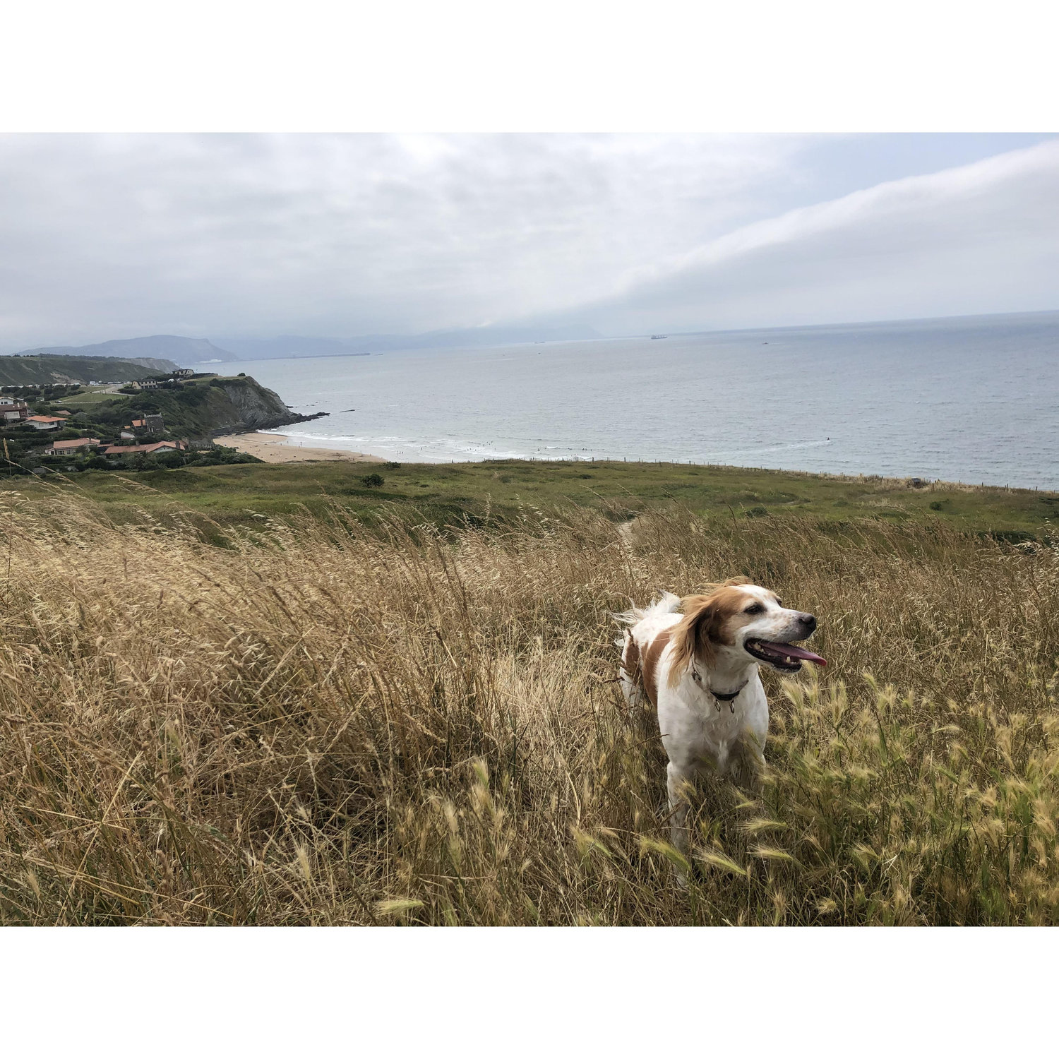 Raisa (Nacho's dog) on a walk with us along the coast.