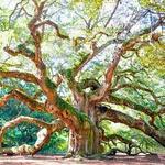 Angel Oak Tree