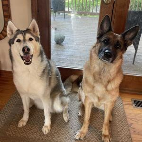 Honeymoon Dog Sitter