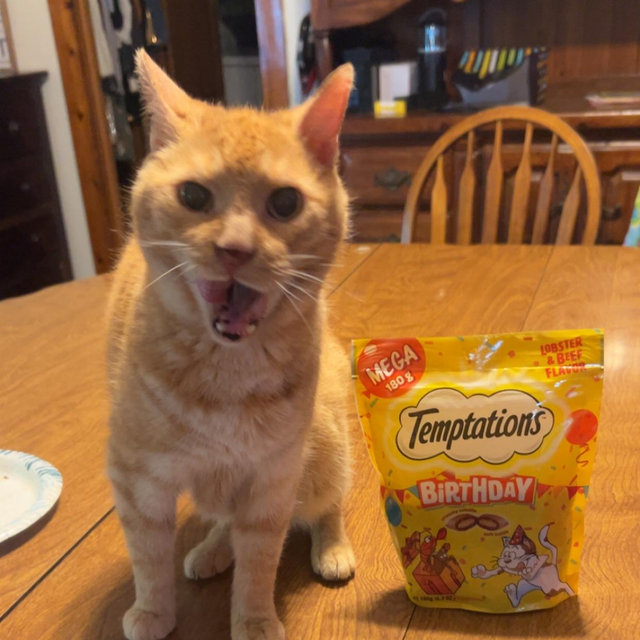 Cat food fund