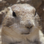 Arizona-Sonora Desert Museum