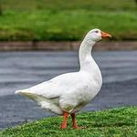 City Docks Boat Ramp-Gary the Goose